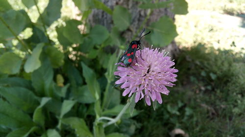 Close-up of insect on pink flower