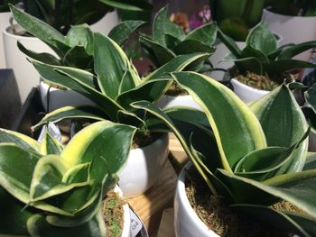 High angle view of potted plant