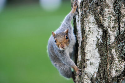 Close-up of squirrel on tree trunk