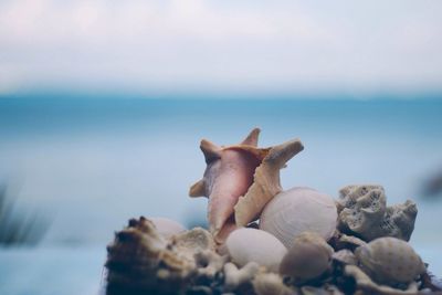 Close-up of seashells by sea