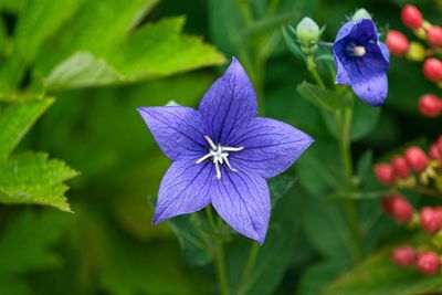 Close-up of purple flowering plant