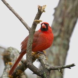 Low angle view of bird perching on tree