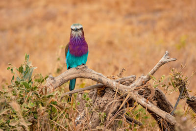 Close-up of bird perching on tree