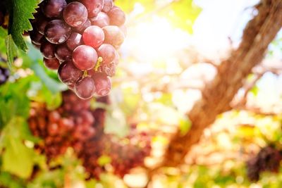 Close-up of grapes growing on tree