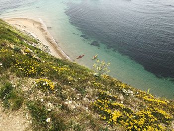 High angle view of plant on beach