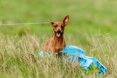 Portrait of dog on field