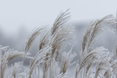 Close-up of stalks against sky during winter