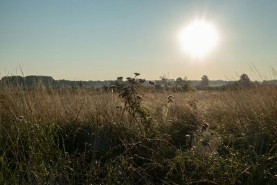 Scenic view of grassy field against sky