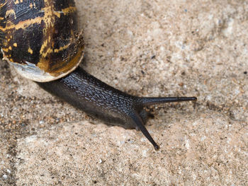 High angle view of small lizard on land