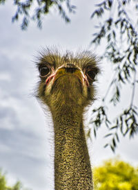 Close-up portrait of a bird