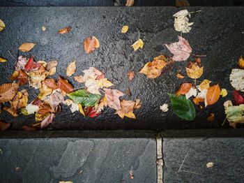 High angle view of maple leaves fallen on street