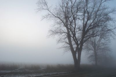 Bare tree in foggy weather