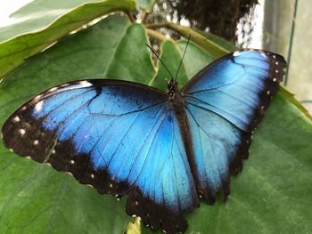 Close-up of butterfly on flower