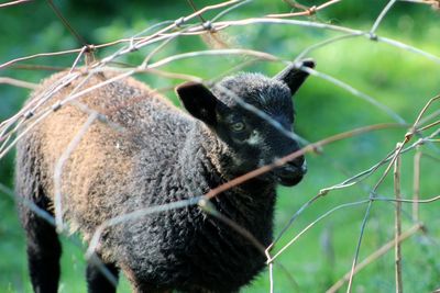 Portrait of black sheep standing behind fence