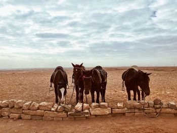 Horses standing in desert against sky