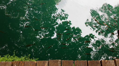 High angle view of plants by lake