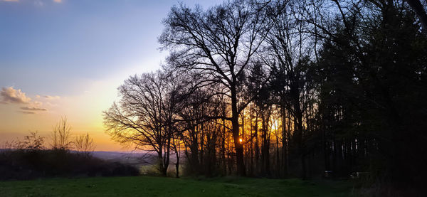 Trees against sky during sunset