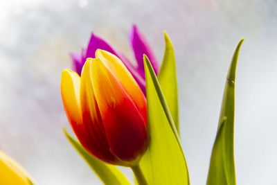 Close-up of yellow tulip