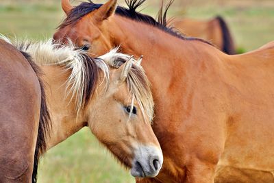 Horse in a field