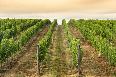 Vineyard against sky