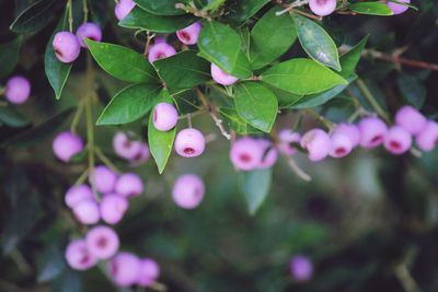 Plant with pink berries and green foliage