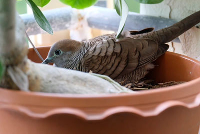 Close-up of bird in nest