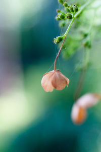 Close-up of fresh green tree