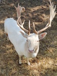 Portrait of deer standing on field