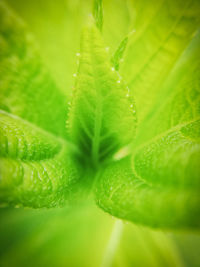 Close-up of green leaves