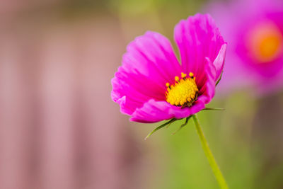 Close-up of pink flower