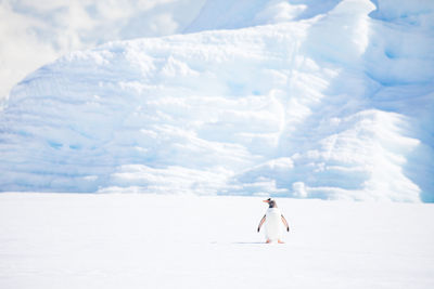 Penguin on snowy field against mountains