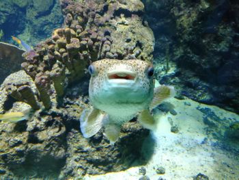 Close-up of fish swimming in sea