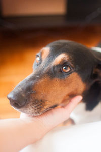 Close-up of dog with hand