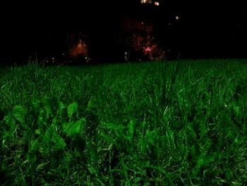 Plants growing on grassy field at night
