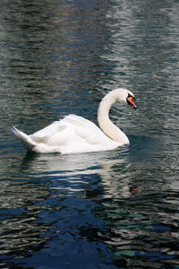Swan swimming in lake