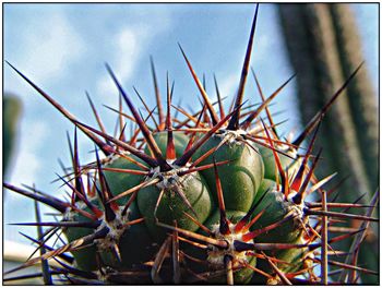 Low angle view of plants against sky