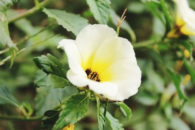 Close-up of white flower blooming outdoors