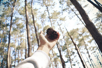 Low angle view of hand holding tree trunk in forest