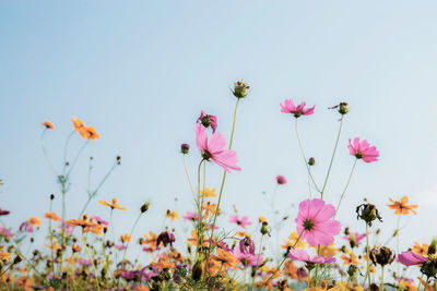 Low angle view of pink flowering plants against sky
