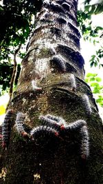 Low angle view of tree trunk