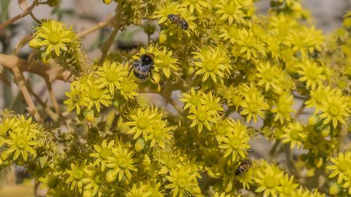 Close-up of bee pollinating on yellow flower