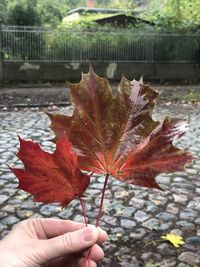 Close-up of hand holding maple leaf during autumn