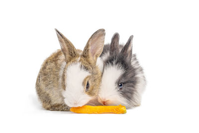 Close-up of a rabbit over white background