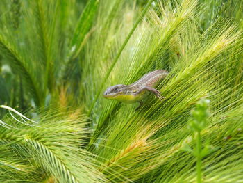 Close-up of lizard on grass