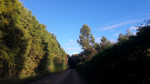 Road amidst trees against blue sky