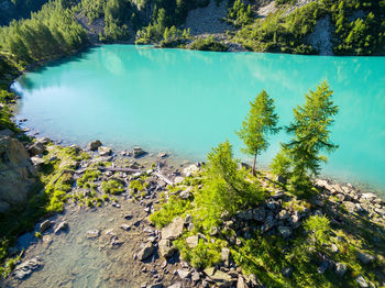 High angle view of trees by lake