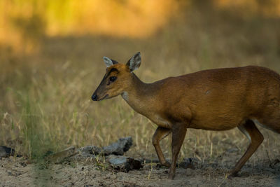Deer in a field
