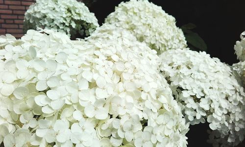 Close-up of white flowers