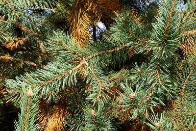 Close-up of pine tree