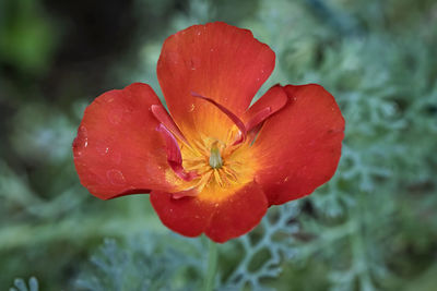 Close-up of wet red rose flower